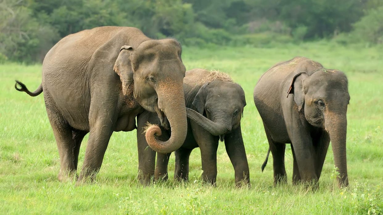 Viral News two female elephants suddenly missing from jhirna range of corbett tiger reserve