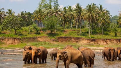 Increasing conflict between humans and elephants raising concerns in Assam