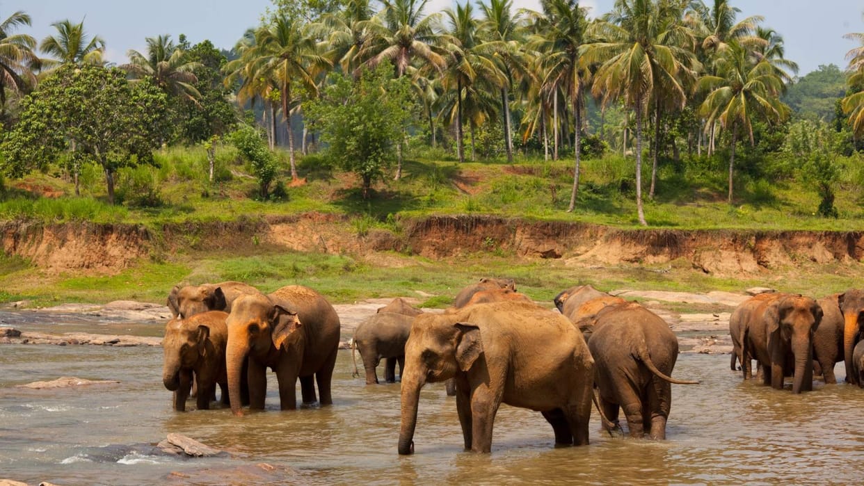 Increasing conflict between humans and elephants raising concerns in Assam