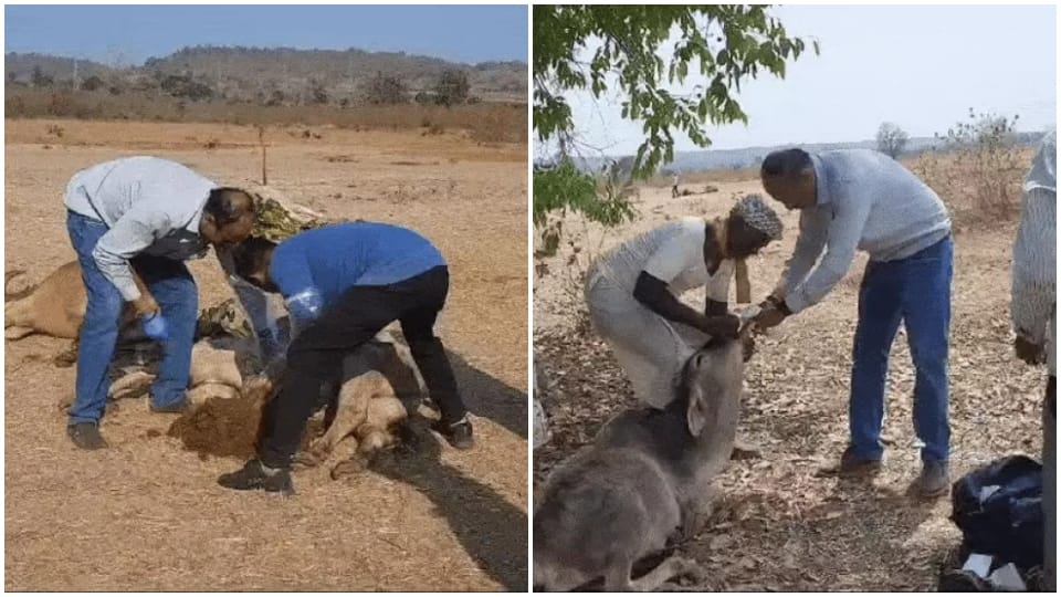 मवेशियों का उपचार करते डॉक्टर।