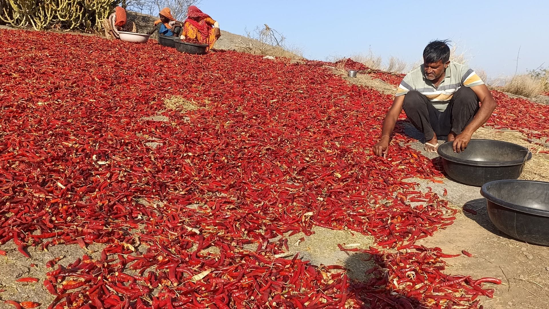 लाल मिर्ची बनी शान