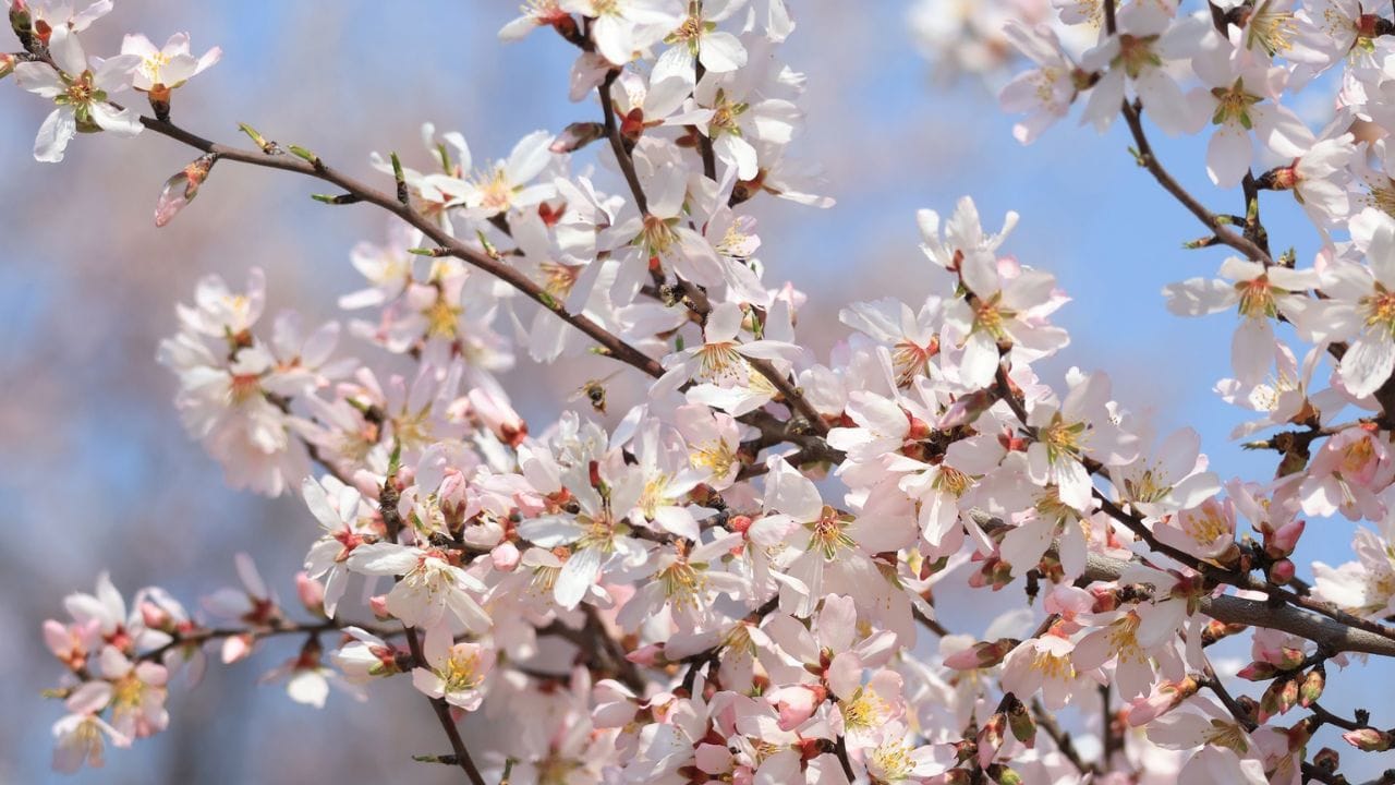 Every picture of Badamwadi Garden tells a story; See pictures of blooming almond flowers, the charming beauty