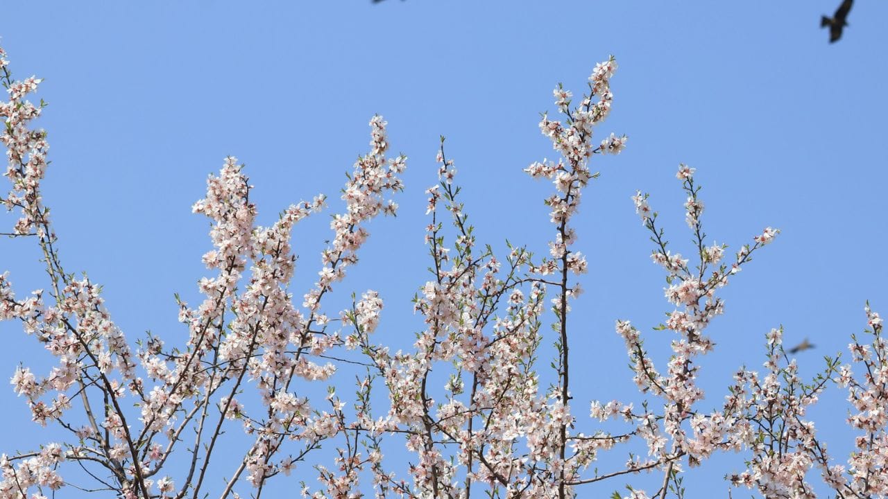 Every picture of Badamwadi Garden tells a story; See pictures of blooming almond flowers, the charming beauty