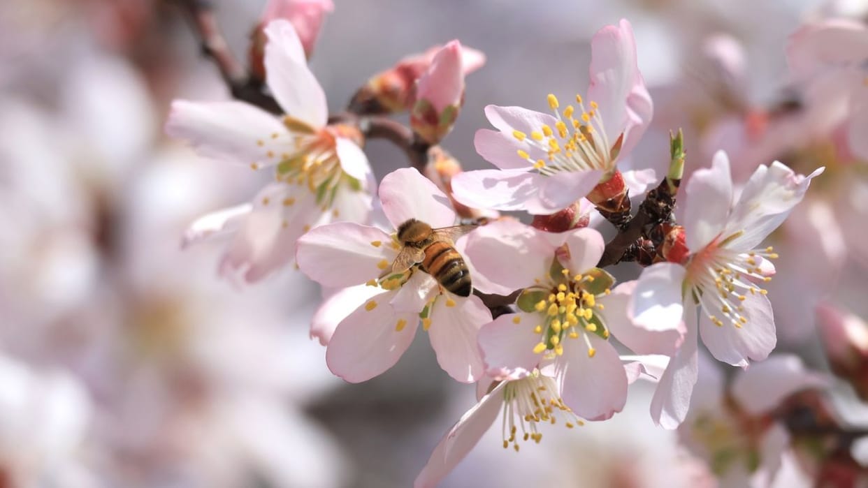 Every picture of Badamwadi Garden tells a story; See pictures of blooming almond flowers, the charming beauty