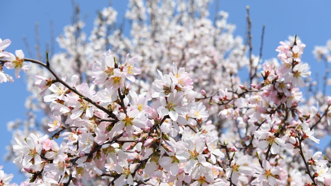 Every picture of Badamwadi Garden tells a story; See pictures of blooming almond flowers, the charming beauty