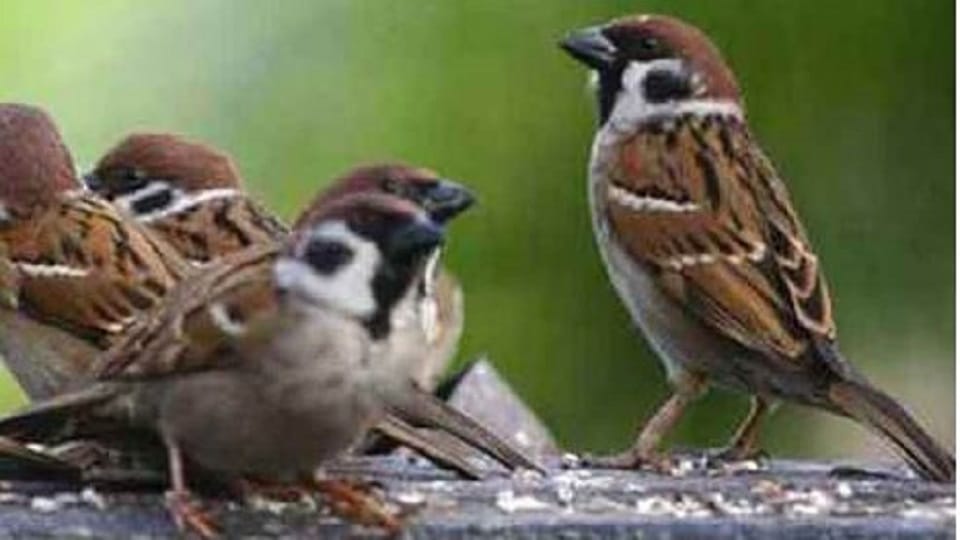 Concrete jungle is increasing the crisis for sparrows Bird expert Uttarakhand News in Hindi