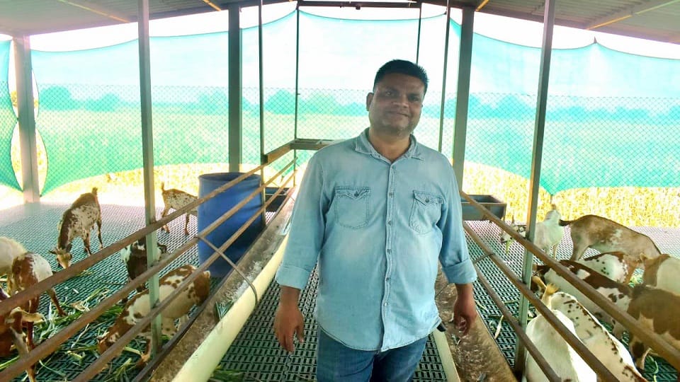 Raising cows and goats will make you rich Yogi government giving 50 lakh rupees apply