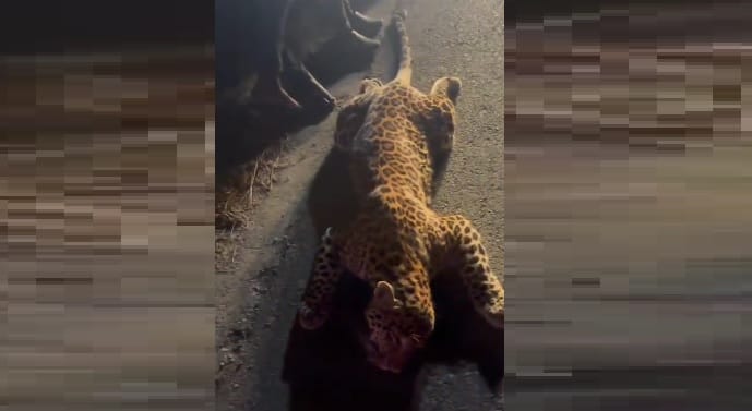 Leopard dies after being hit by an unknown vehicle accident on Bundelkhand Expressway