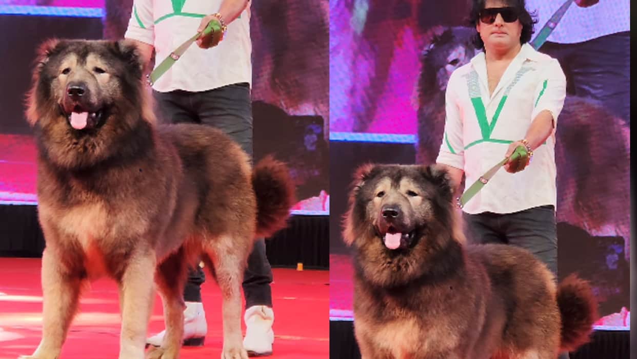 most expensive dog wolfdog bought in india for 50 crores