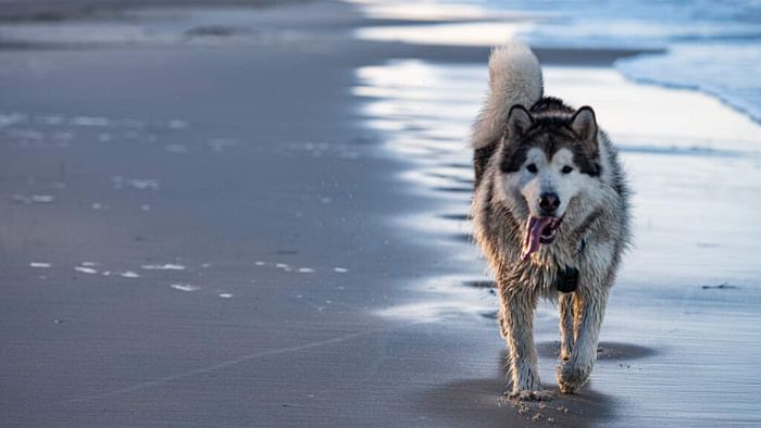 most expensive dog wolfdog bought in india for 50 crores