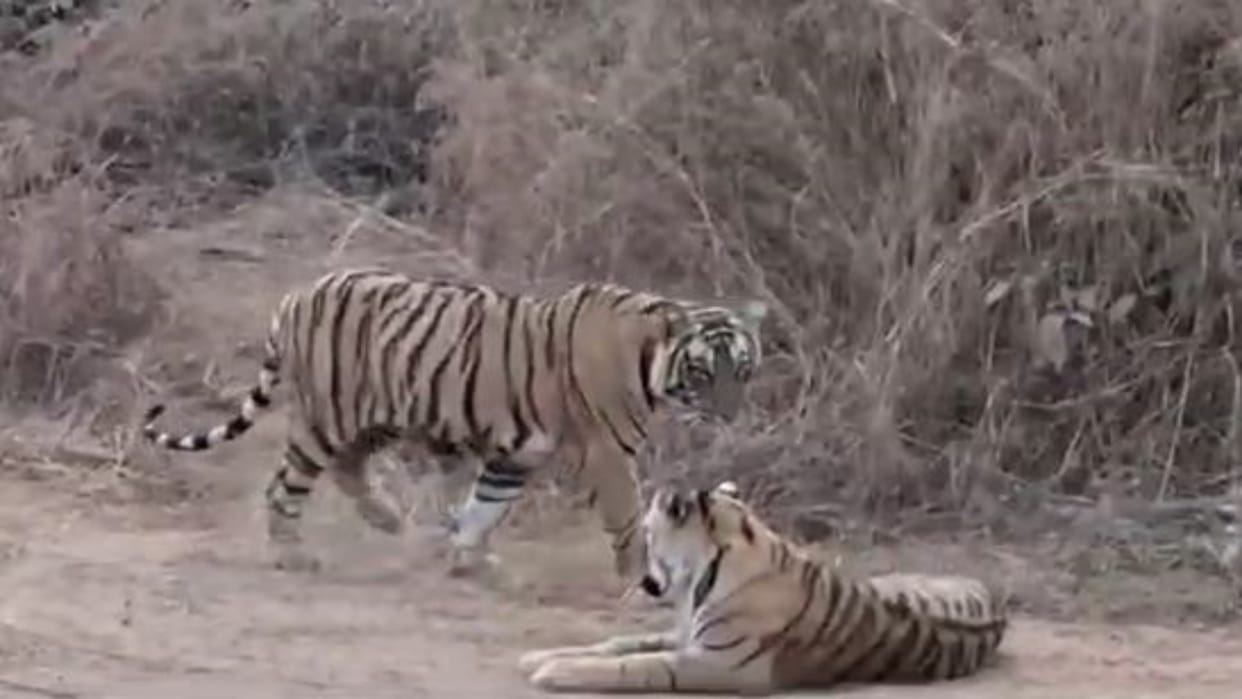 Sawai Madhopur: Ranthambore Becomes Densest Tiger Reserve in the Country, Rising Population Creates History