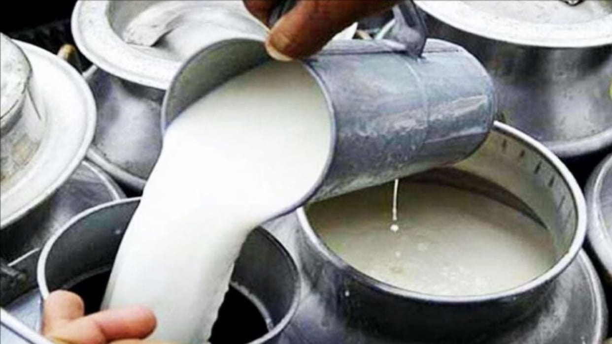 Himachal Pradesh Hamirpur Local milk sample fails urea found instead of calcium