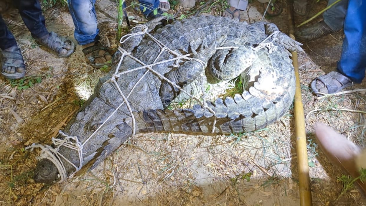 A crocodile found in a village in Sultanpur.