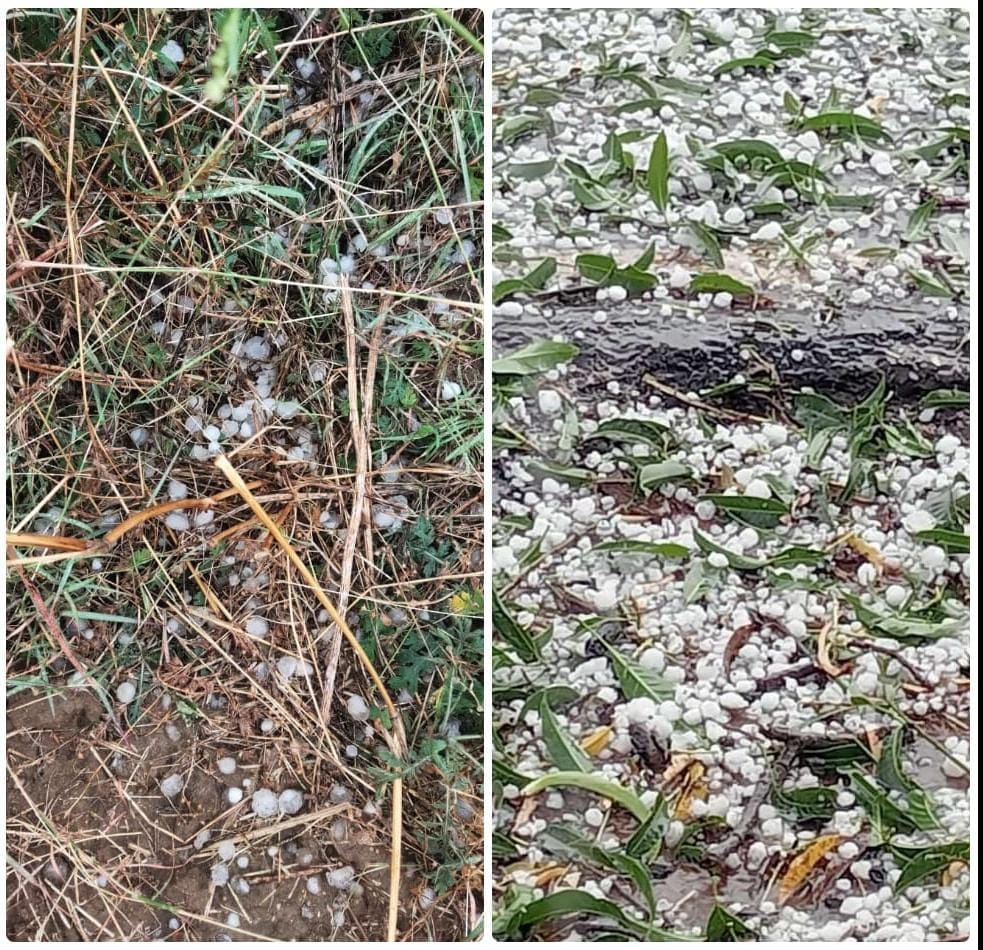 MP Weather Today: Hail fell in many districts of MP including Umaria, Shahdol, Maihar, farmers' problems incre