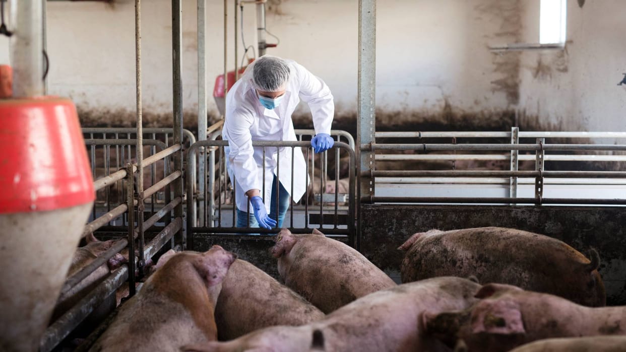 Bihar Vaccination campaign started to prevent classical swine fever more than two lakh pigs vaccinated 10 days
