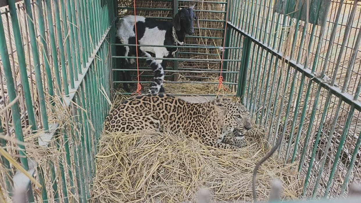 Leopard caught in cage in Manjhra Farm forest of Lakhimpur Kheri