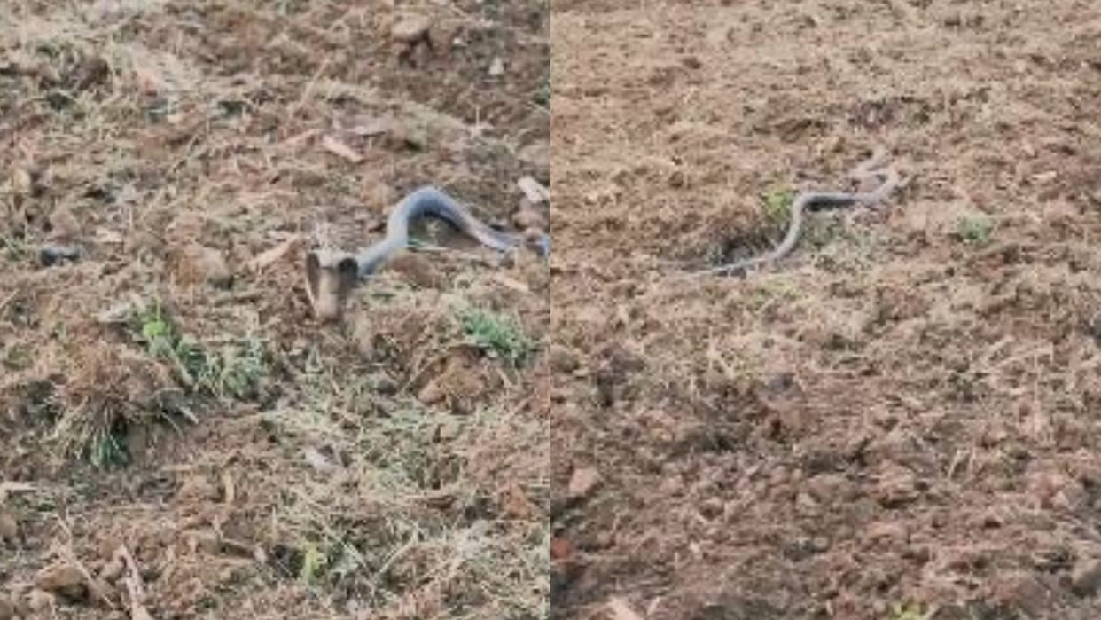 Mahant ploughing the field near Shiva temple snake came in front of the tractor in lakhimpur kheri
