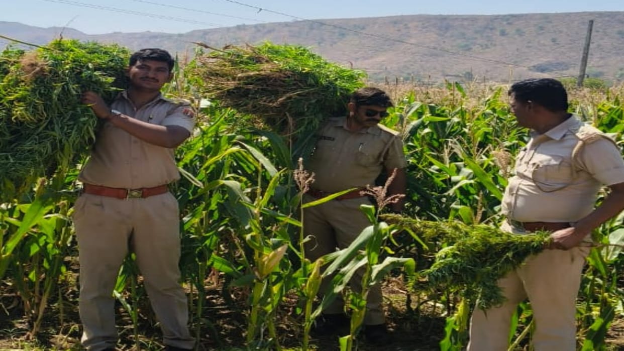 Banswara News: Ganja cultivation busted under the guise of maize crop, 94 kg ganja seized and case registered