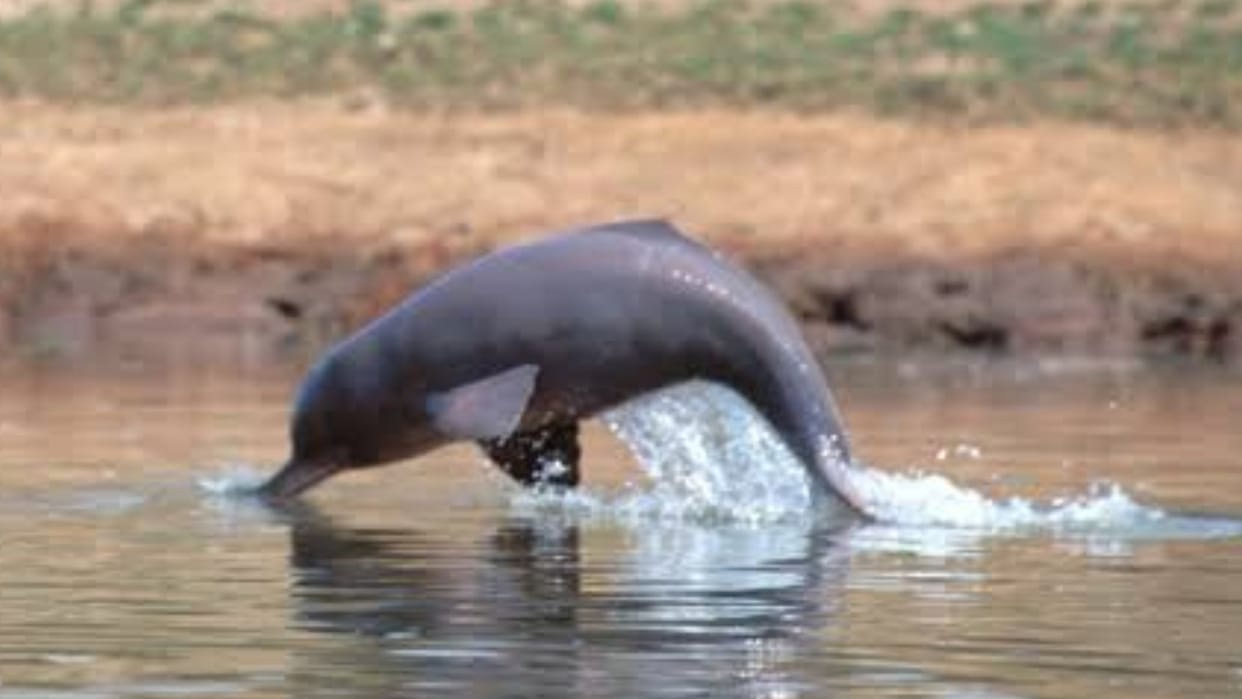 Chambal river's edge shrank due to heat dolphins reached the deep pool