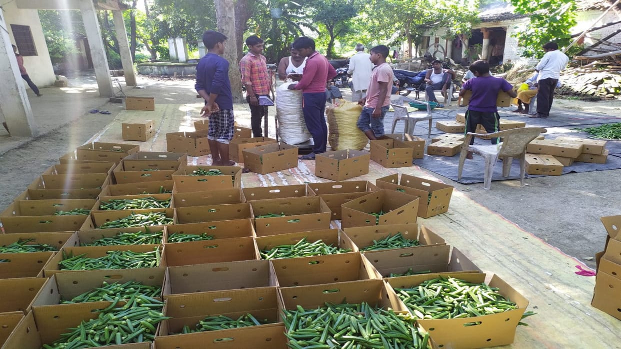 Now Arab countries will taste the ladyfinger from across the Ganga, farmers are preparing for export