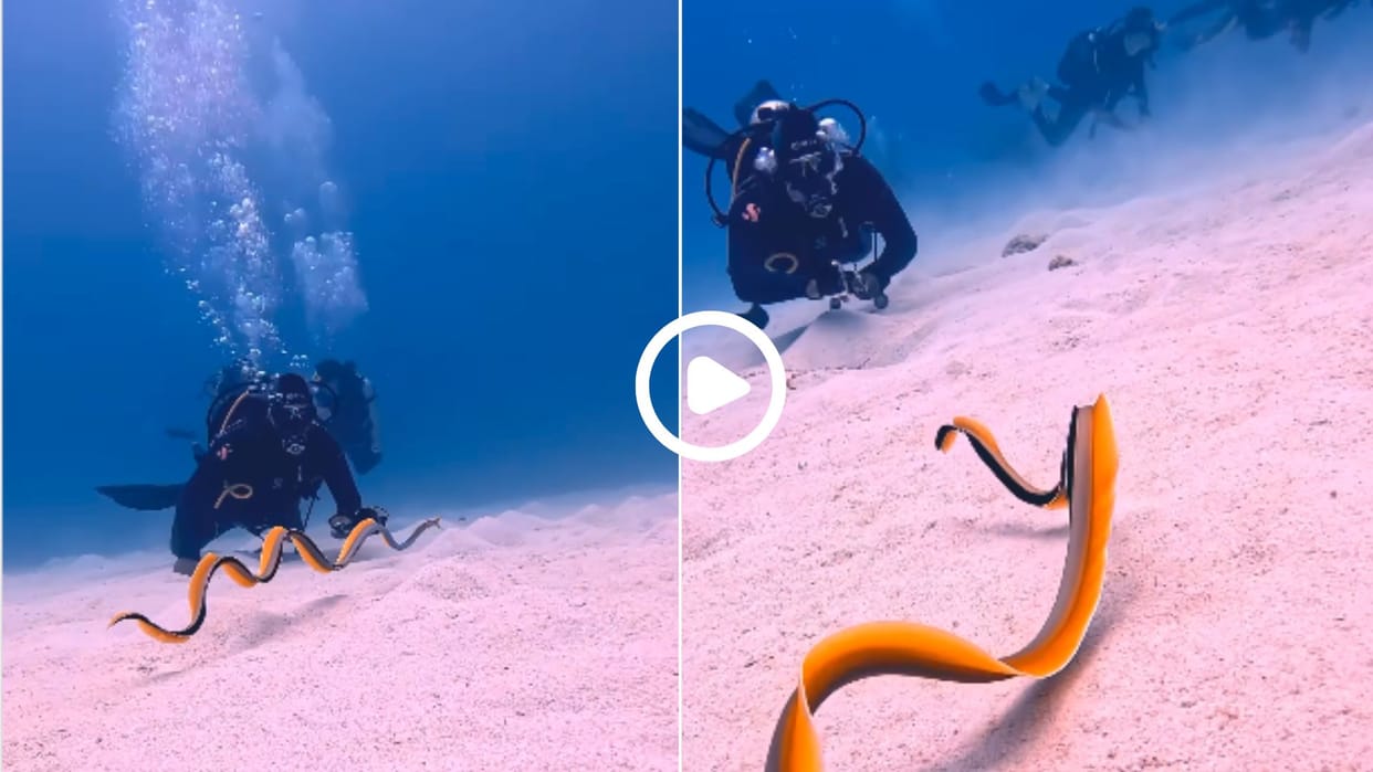 ribbon eel viral video moving of this sea creature won the hearts of people in hindi