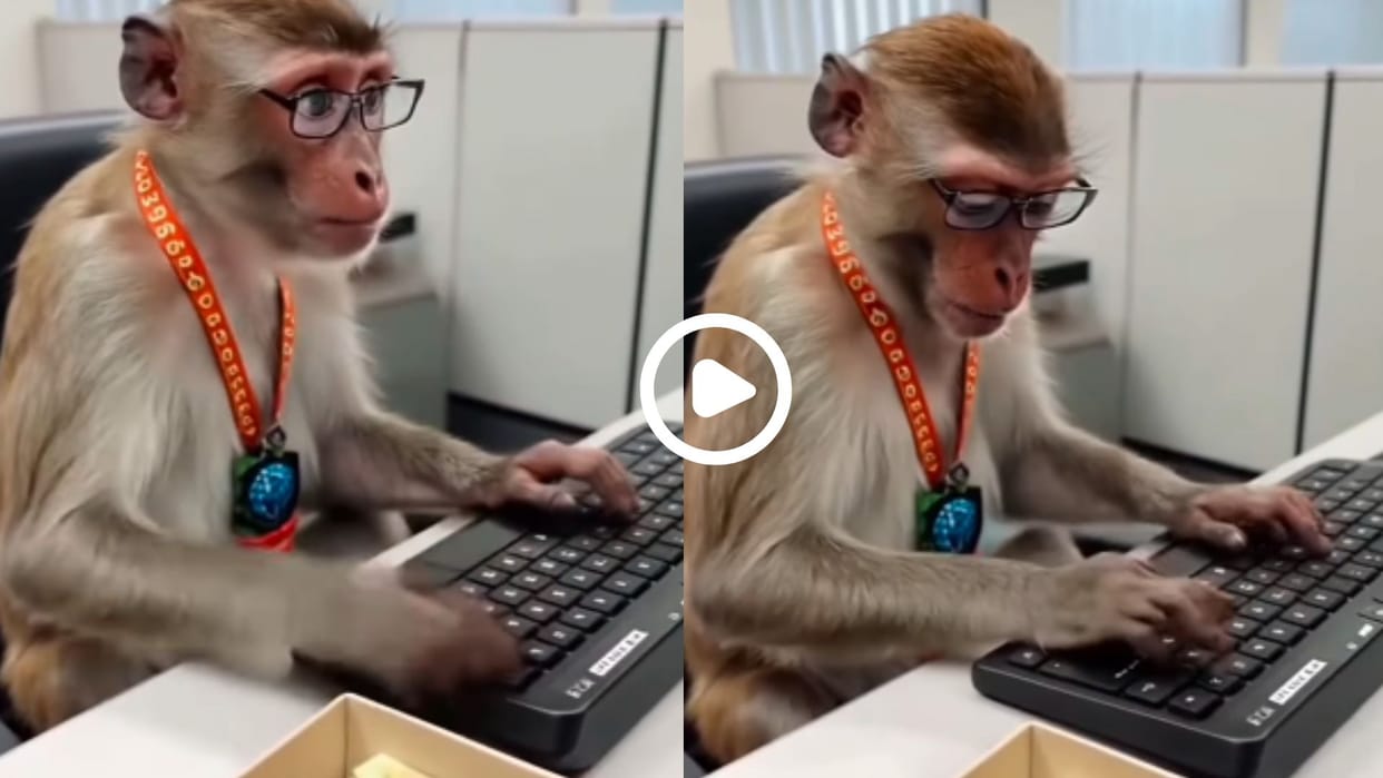 monkey was seen wearing glasses and working in office AI video went viral in hindi