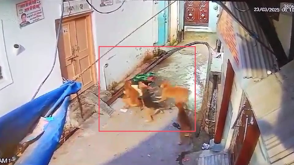 Haridwar News Terror of stray dogs attacked on woman and badly injured incident captured on CCTV