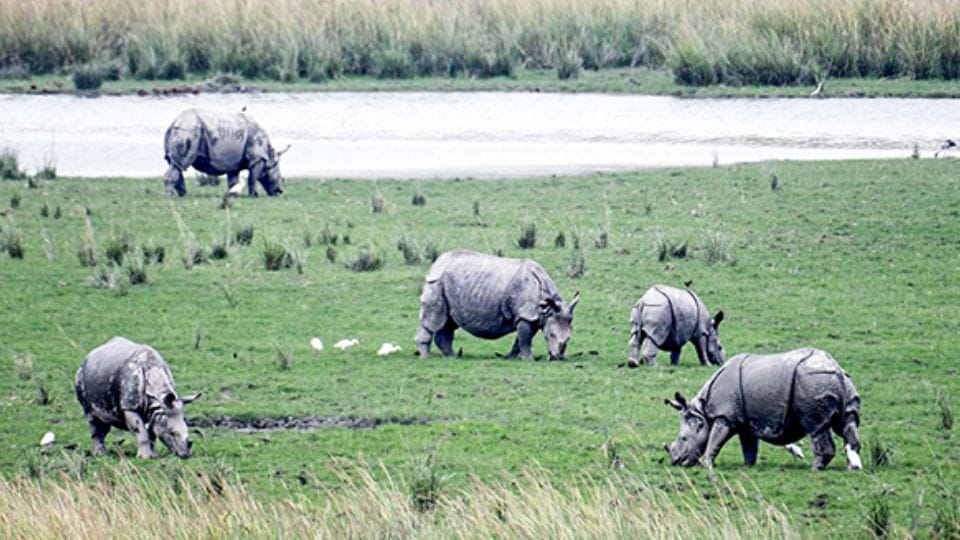 Paleontologists identify differences between Indian and Sundaic rhinoceroses