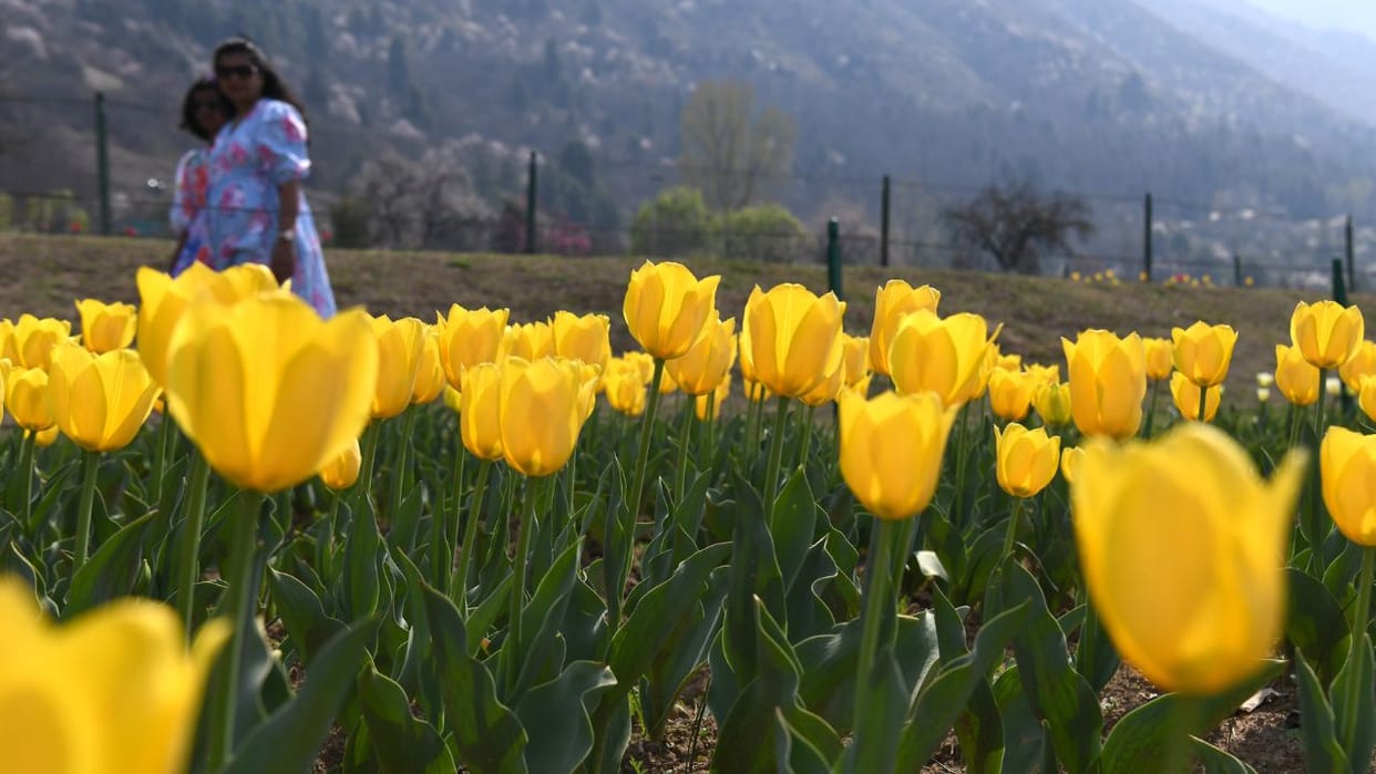 Asia's largest tulip garden will open on 26th, this time 74 varieties will be seen; CM Omar will inaugurate it