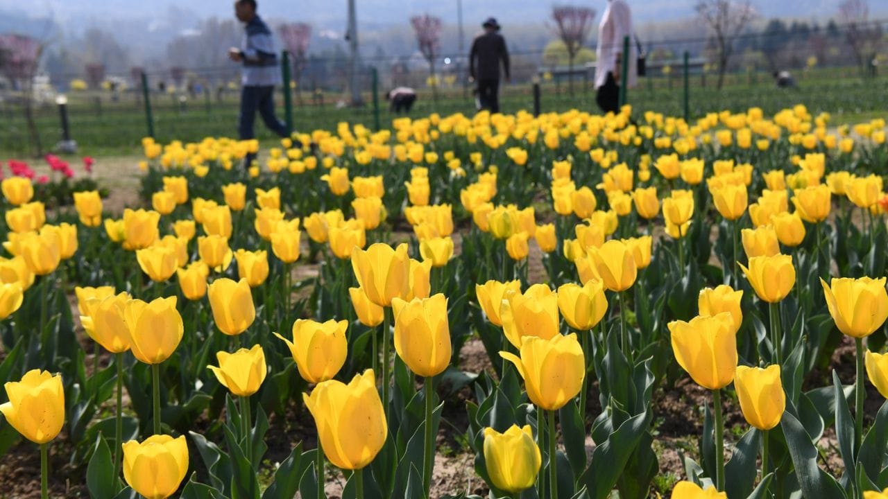 Asia's largest tulip garden will open on 26th, this time 74 varieties will be seen; CM Omar will inaugurate it