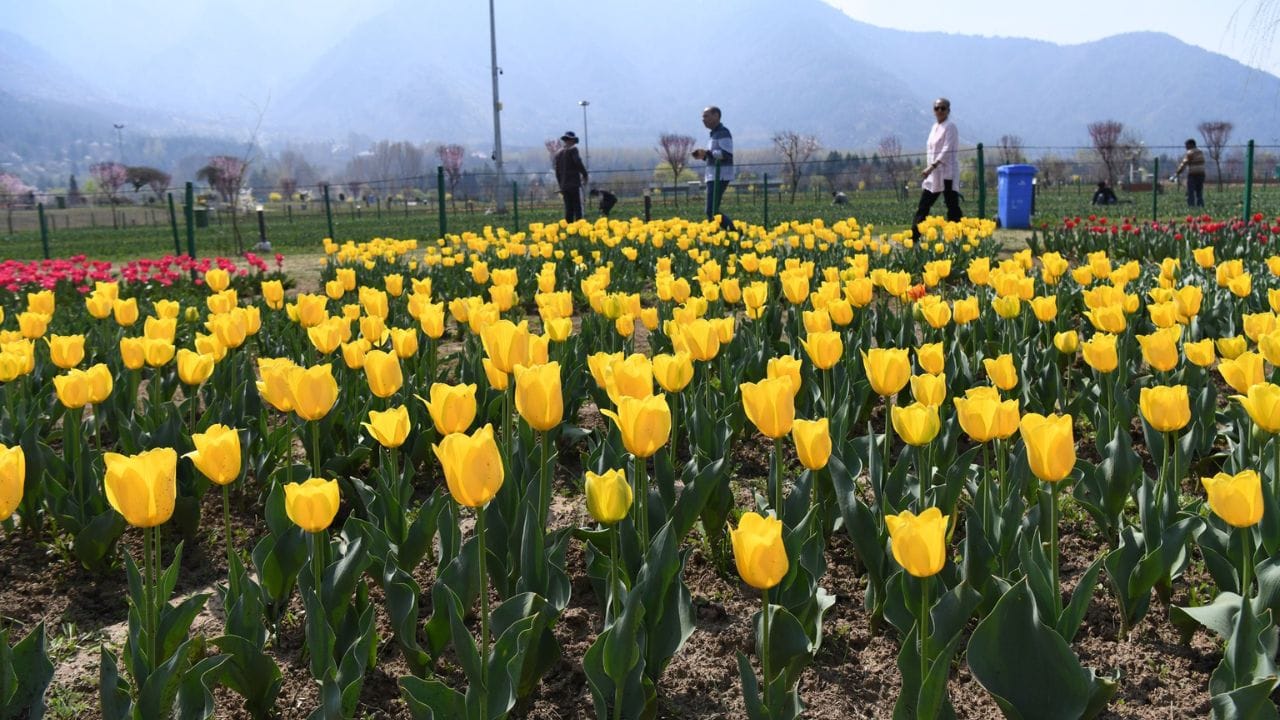 Asia's largest tulip garden will open on 26th, this time 74 varieties will be seen; CM Omar will inaugurate it