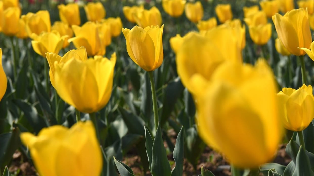This year more than five lakh tulips will be planted in Delhi
