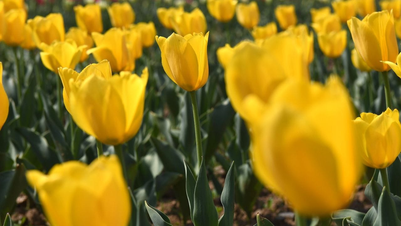 Asia's largest tulip garden will open on 26th, this time 74 varieties will be seen; CM Omar will inaugurate it