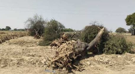 18 trees uprooted in name of road widening Who will file a case whose land is it officers busy deciding
