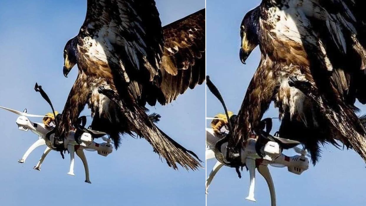 eagle made the drone its prey in the sky photo went viral in hindi