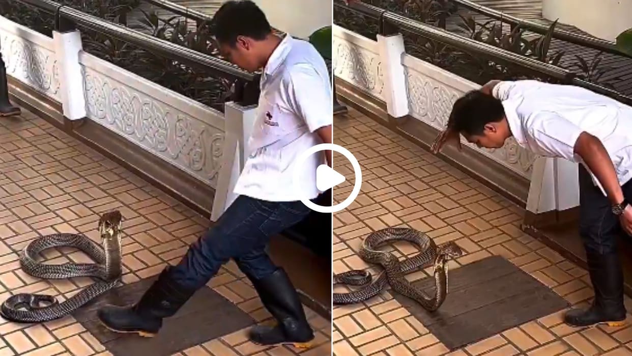 King Cobra hits a man with its hood video went viral in hindi