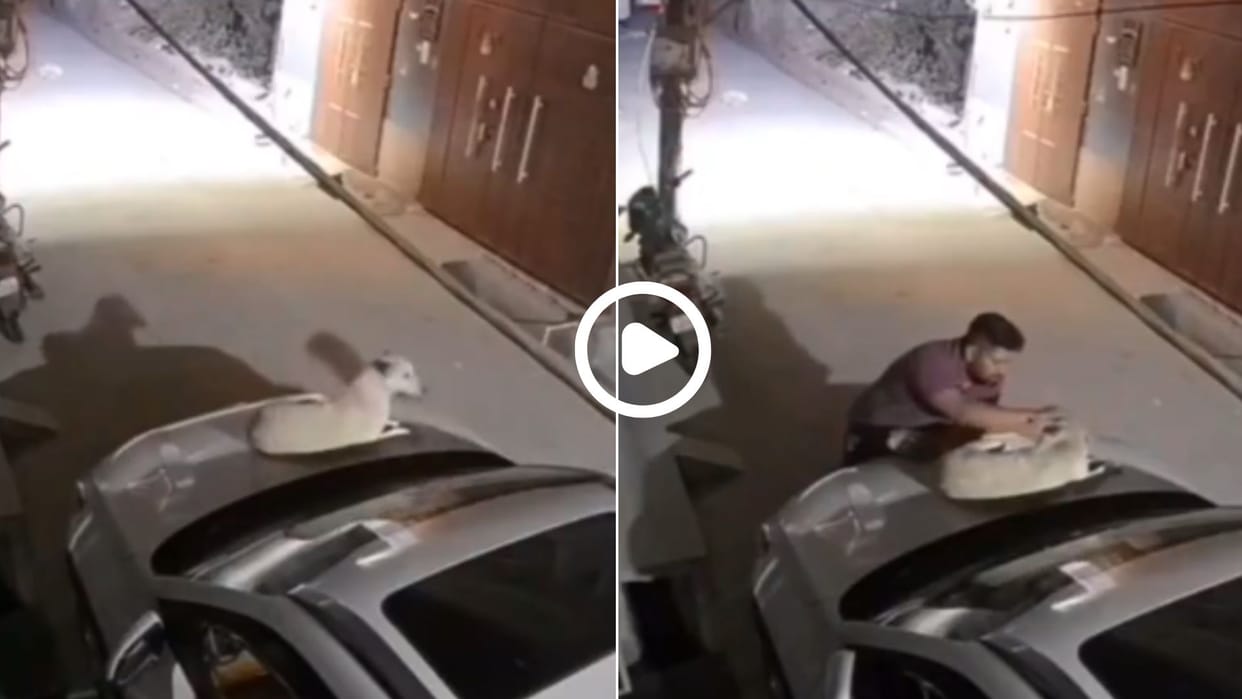 man did something like this to the sleeping dog video went viral in hindi