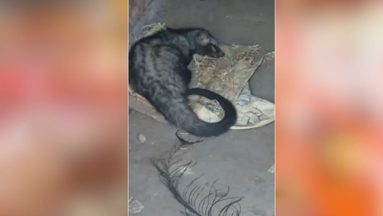 Rajasthan News: Badger entered the residential area in Amer