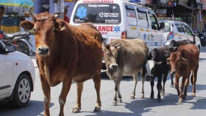 Cow Protection Can Be a Sustainable Economic Model in India