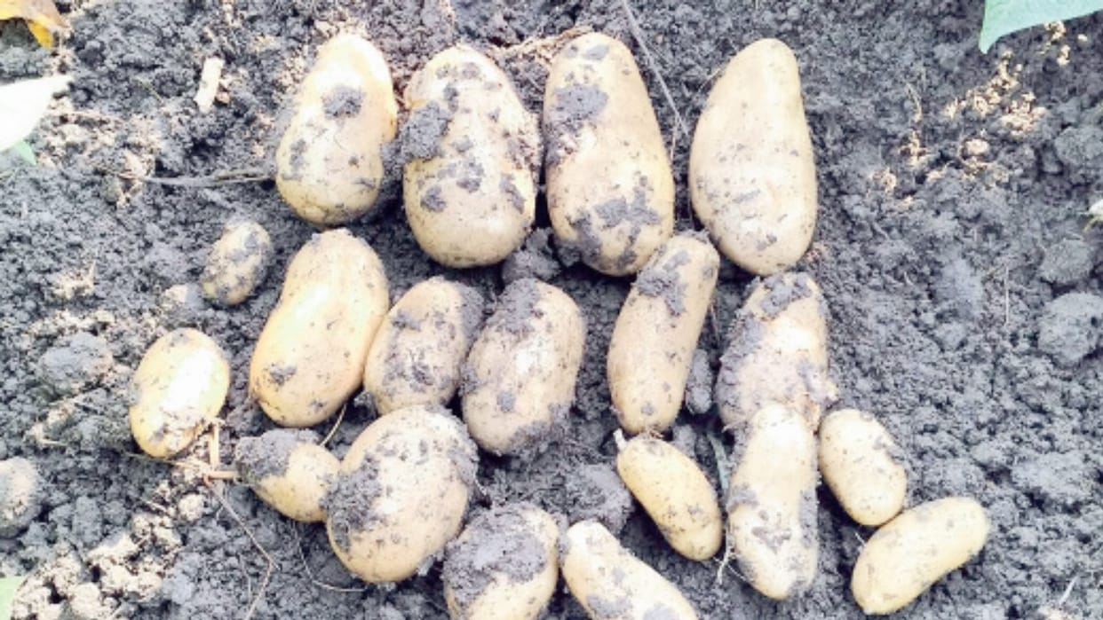 French fries will be made from Kufri fryom potatoes developed in Himachal