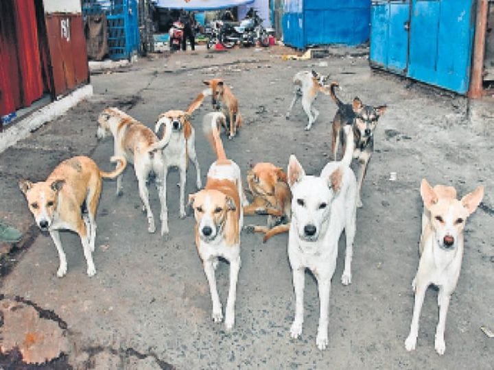 Indore News: Administration will run a campaign to control the dog population in Indore