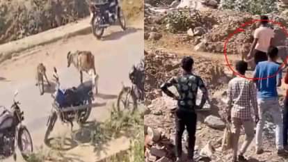 Kuno National Park: Villagers attacked the cheetahs that came out of Kuno in Sheopur