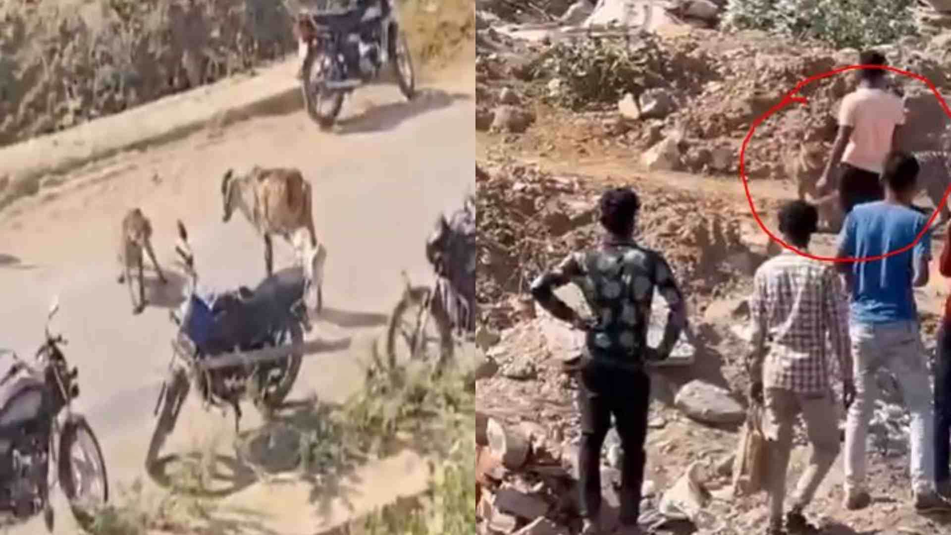 कूनो से बाहर निकले चीते को घेरते ग्रामीण।