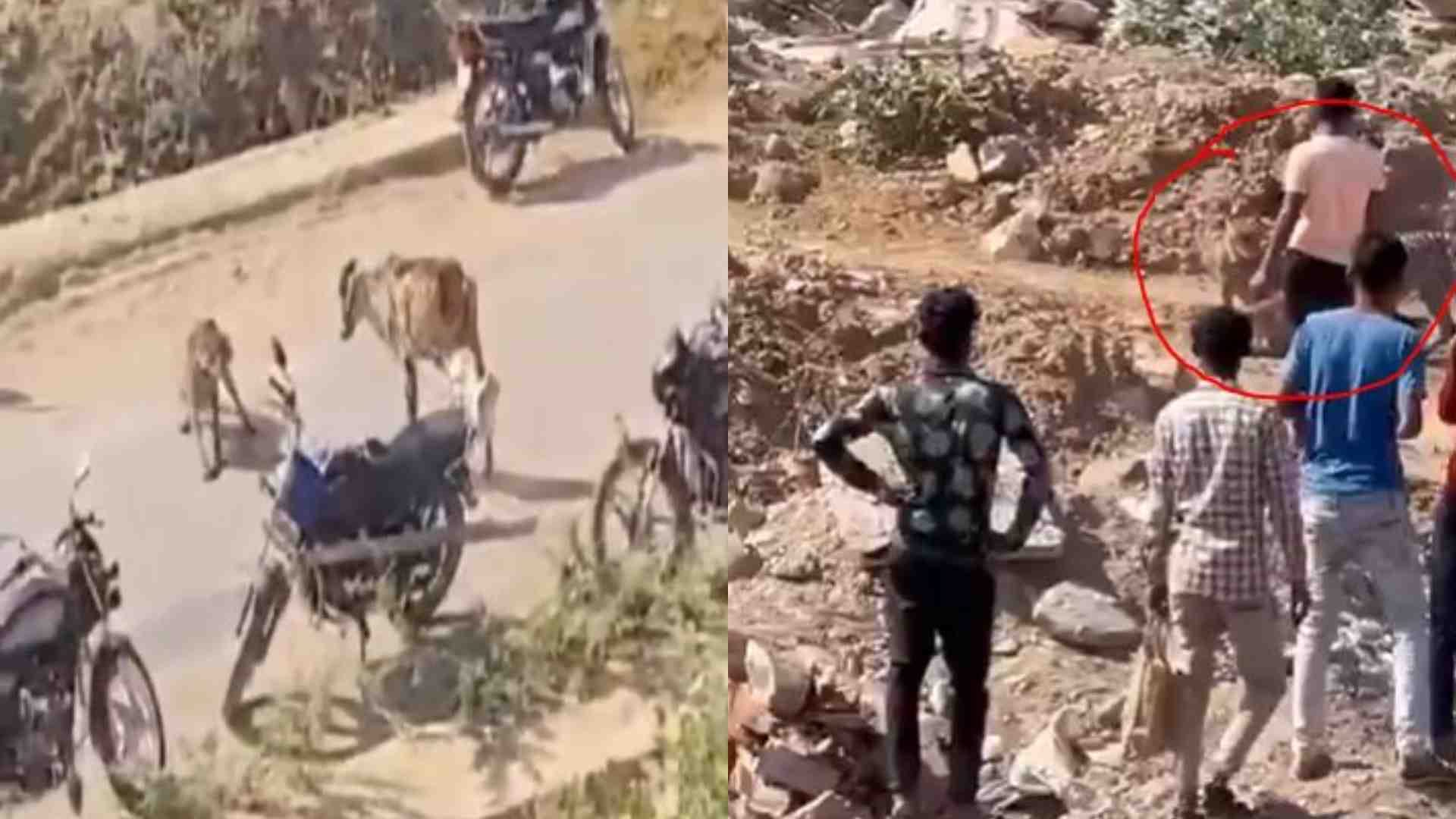 कूनो से बाहर निकले चीते को घेरते ग्रामीण।