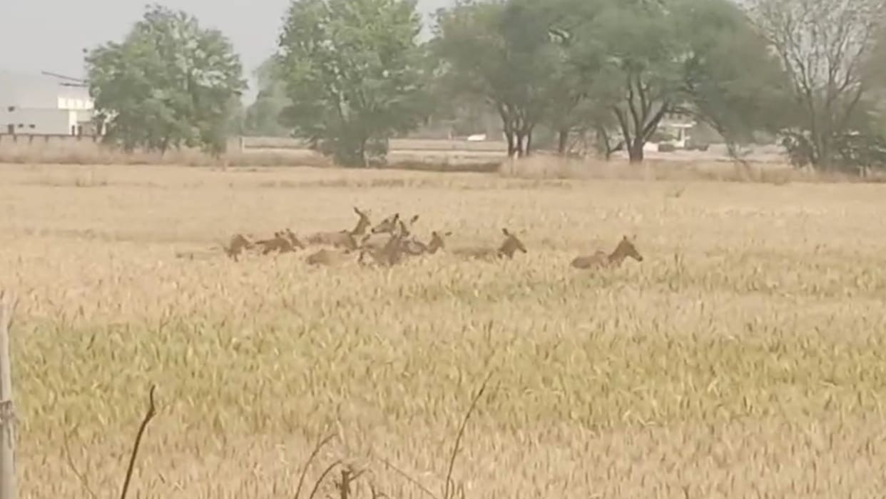 The terror of Nilgai is not ending it is ruining the standing crops of farmers