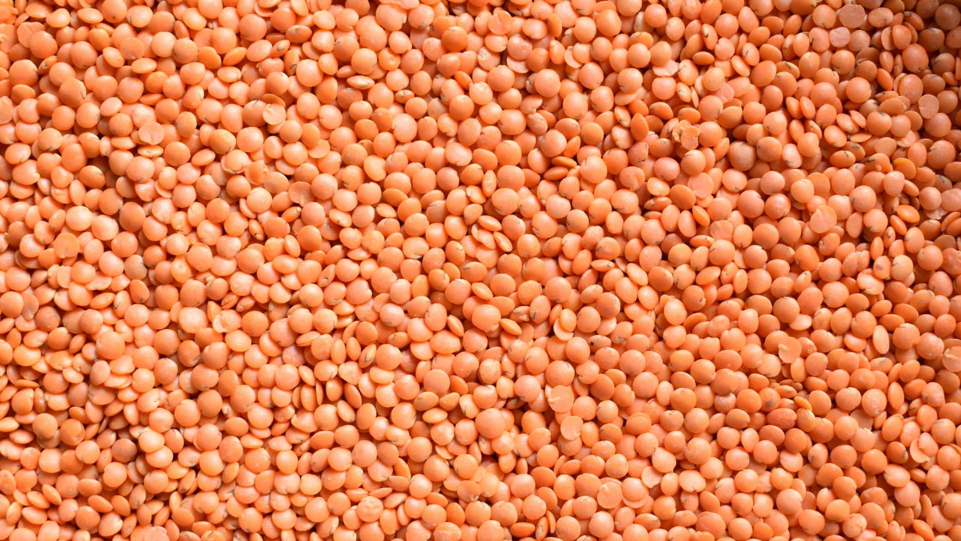 Famous Pulses Name With Images Dal Identification Details in Hindi