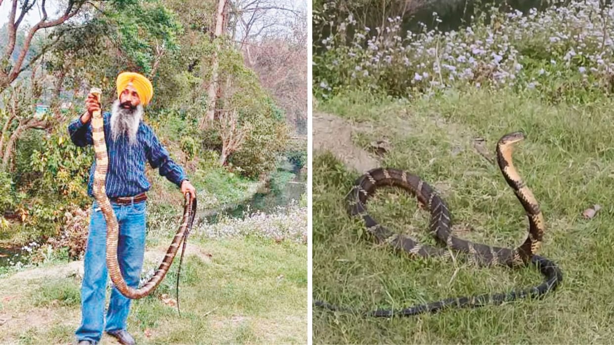 Himachal King Cobra rescued for the third time in Sirmaur village Kotdi Vyas