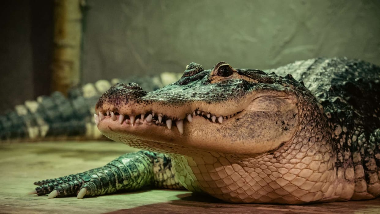 Swapan Sastra Know seeing crocodile in dream hindu astrology meaning disprj