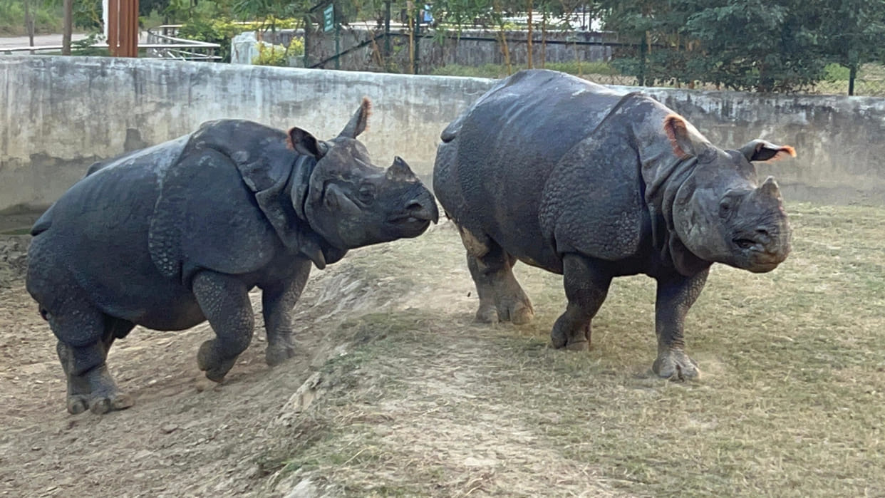 Every Gauri rhinoceros has been brought from Assam to Gorakhpur Zoo, the closeness is increasing