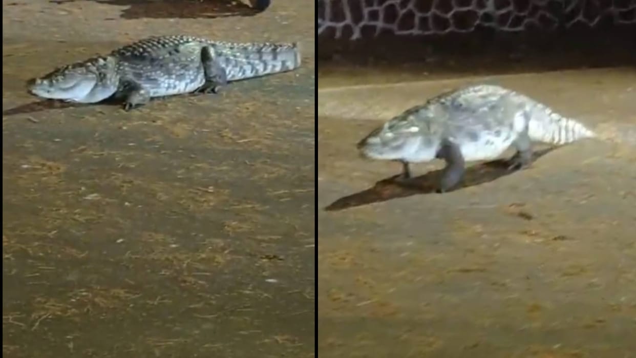 Crocodile seen roaming in IIT Bombay campus students made fun of it Video goes viral on Internet